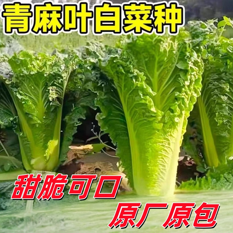 天津绿青麻叶大白菜种子种籽秋季青口四季孑子早熟秋冬季籽种东北
