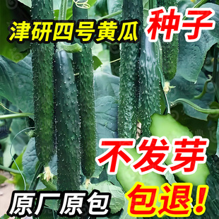 津研四號黃瓜種子老品種綠瓤心肉水果春秋四季 陽臺盆栽產(chǎn)蔬菜種籽