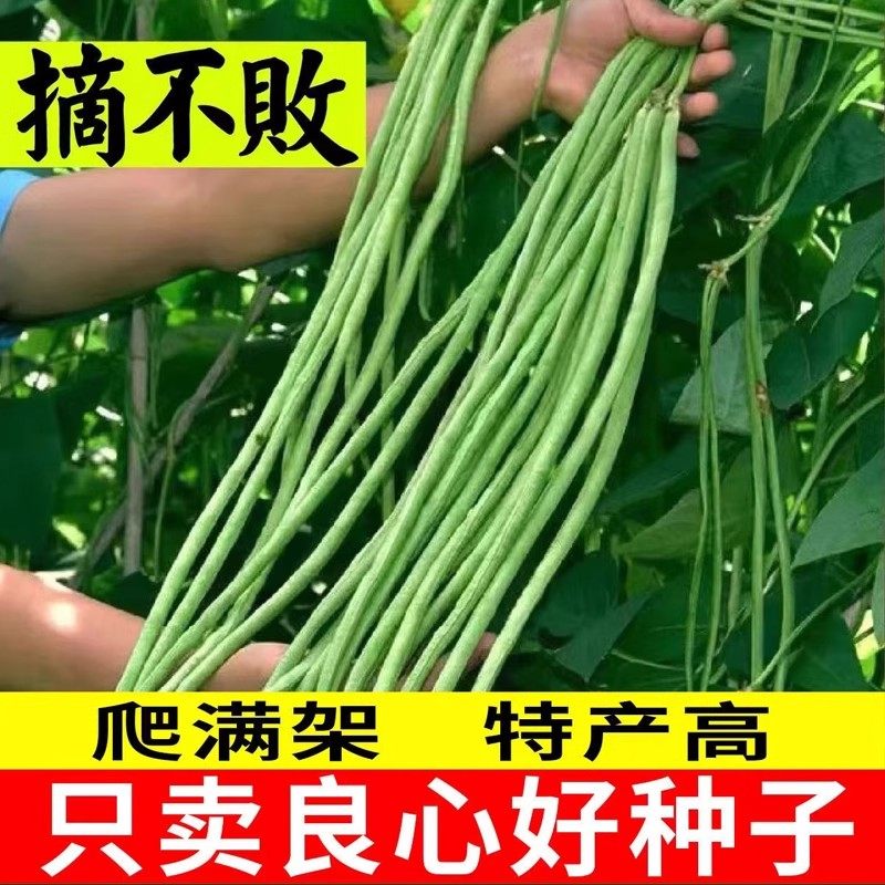 豇豆种子蔬菜种籽长四季豆芸豆春秋季豆角种籽大全孑蔬菜种苗豆种,鲜花速递/花卉仿真/绿植园艺,家庭园艺种子,淘宝优惠券,粉丝福利购,淘宝优惠卷