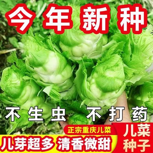 正宗四川儿菜种子多侧芽娃娃菜蔬菜抱儿菜田园庭院耐寒耐热易种植