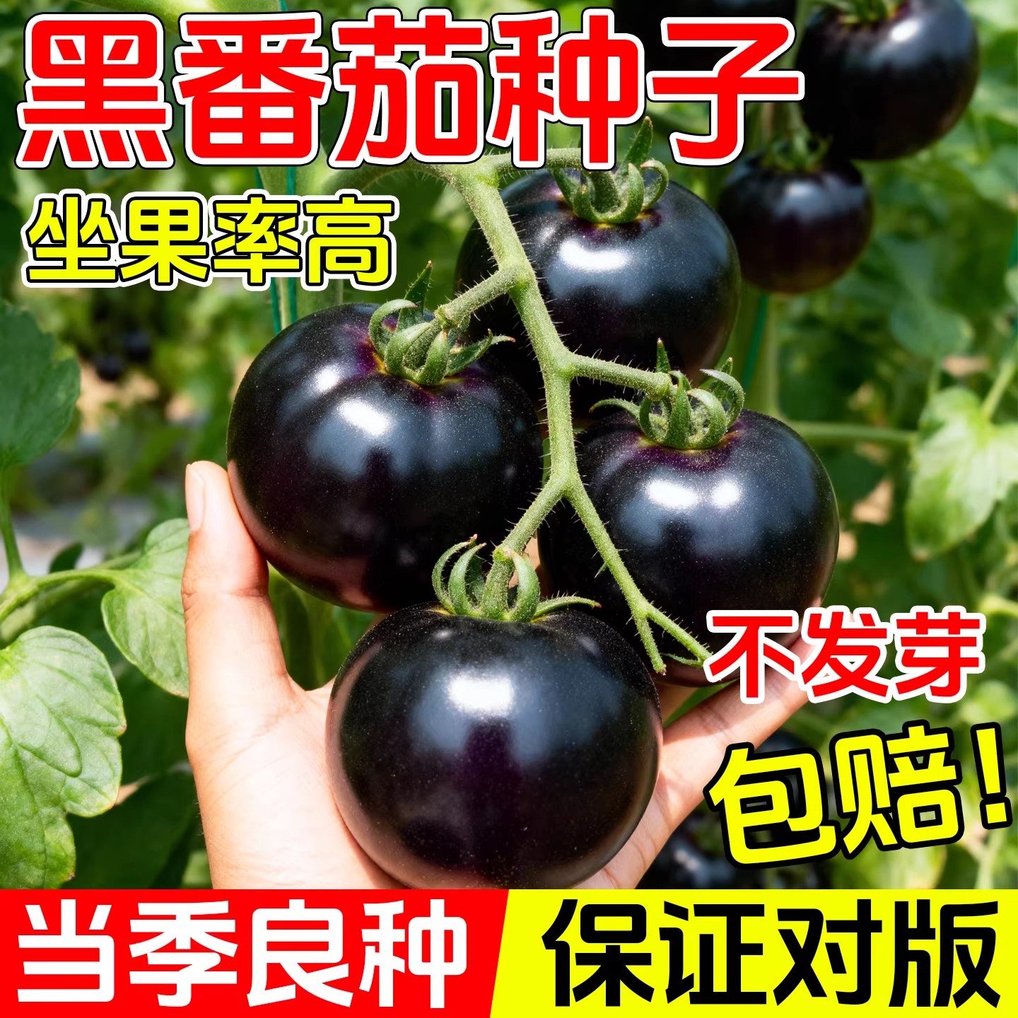 糖水炸弹黑珍珠黑番茄苗种子孑种籽小圣女果西红柿西黑柿水果蕃茄