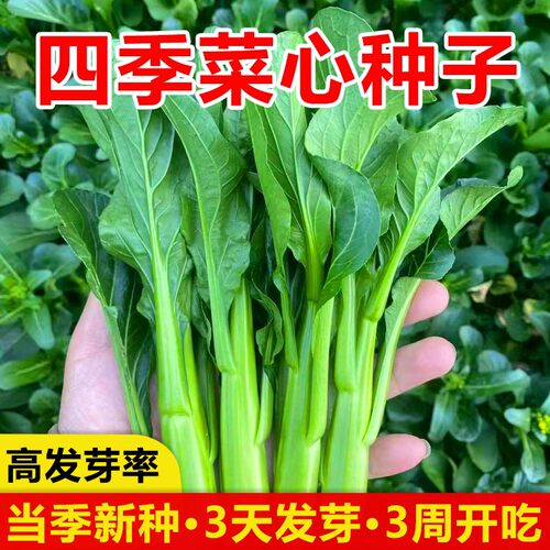 广东四九菜心种子红菜苔白菜苔四季蔬菜种籽孑增城迟青菜苗秧菜籽