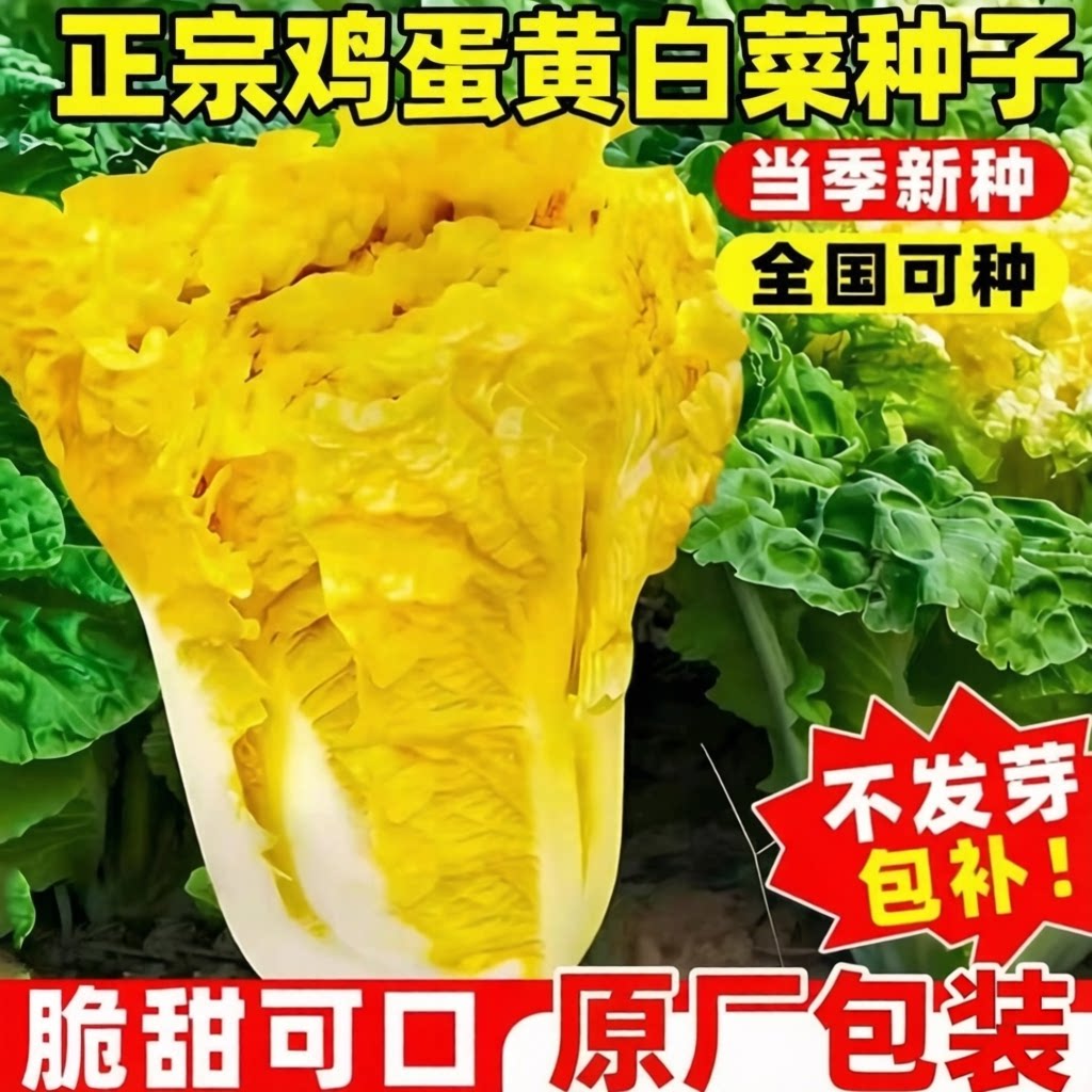 正宗鸡蛋黄白菜种子耐热黄心四季精选蔬菜种阳台盆栽农家庭院菜籽