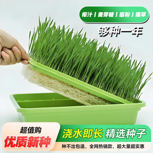 小麦粒猫草种子种孑种籽麦芽糖大麦黑麦芽苗菜育苗盘猫薄荷排毛球