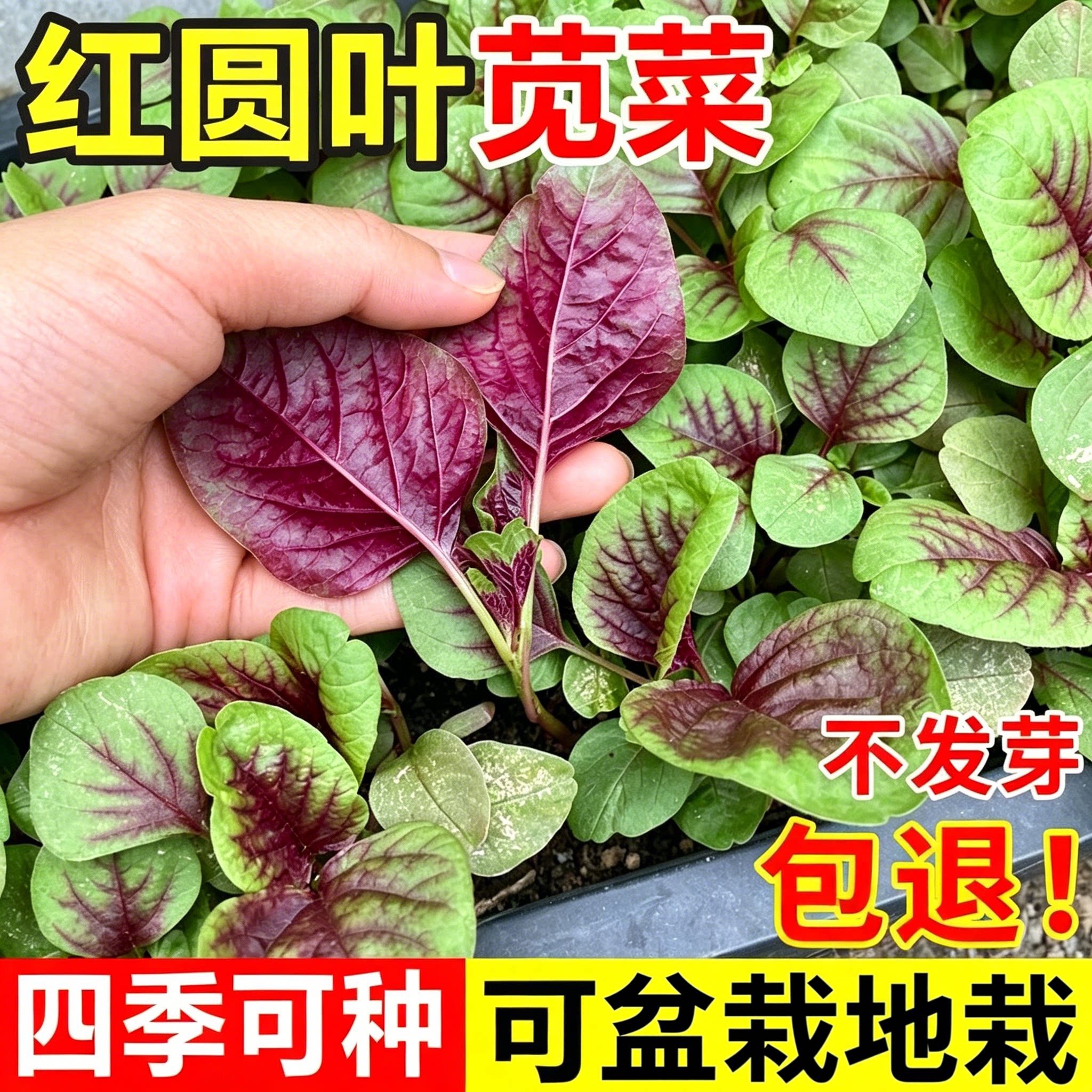 老品种大圆叶红苋菜种子白籽种四季孑柳叶春夏季种籽菜籽菜种大全