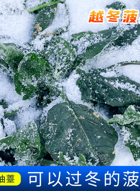 雪里埋菠菜种子种籽耐寒红根秋冬大叶蔬菜种子阳台盆栽小菠菜