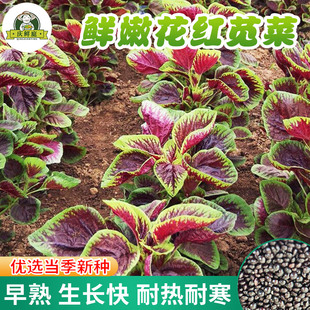 鲜嫩花红苋菜种子四季 汉菜野菜柳叶一点红苋菜种籽大全阳台蔬菜种