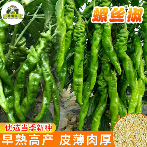 香辣螺丝椒种子高产大果青辣椒种籽春四季阳台盆栽蔬菜种孑苗大全