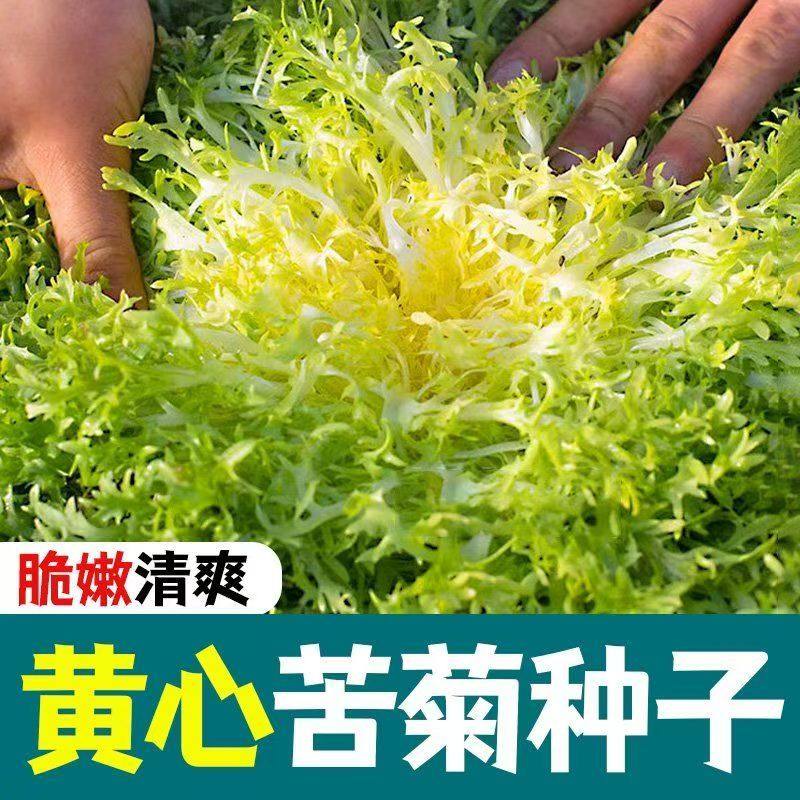 四季苦菊种子苗花叶苦菊菜籽种苦苣菜种籽秋季盆栽蔬菜种籽孑菜种,鲜花速递/花卉仿真/绿植园艺,家庭园艺种子,淘宝优惠券,粉丝福利购,淘宝优惠卷
