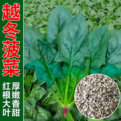 老品种越冬尖刺菠菜种子雪里埋菠菜种子种籽耐寒红根秋冬趴地大叶