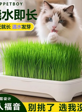 无土水培猫草盆栽种植盒懒人猫草种子育苗盘小麦化毛催吐助消化