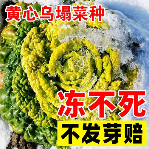 黄心乌菜种种子种籽乌塌菜雪里金花青菜蔬菜孑白菜黑菜乌塔菜菜籽