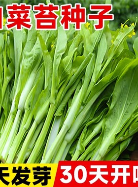 白菜苔种子阳台庭院种菜盆栽早熟白菜苔种子四季春夏秋播种冬种籽