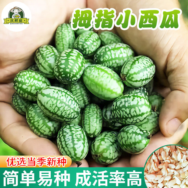 拇指西瓜种子高产迷你小西瓜薄皮手指母指母子西瓜种阳台盆栽瓜果
