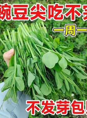 豌豆苗种蔬菜豌豆种籽尖芽苗菜种子种籽四季种植孑碗豆种碗豆吃苗