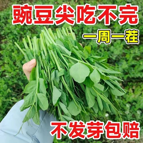 豌豆尖种子发芽100%好吃