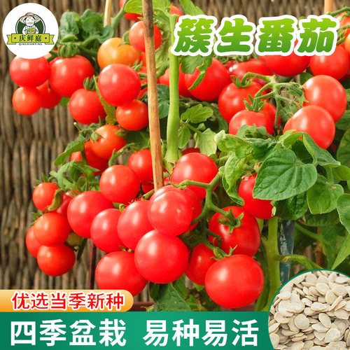 庆鲜庭四季簇生瀑布圣女果小番茄