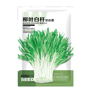 柳叶白杆空心菜种子水培三叉通心菜高产阳台水上种植蔬菜种籽大全