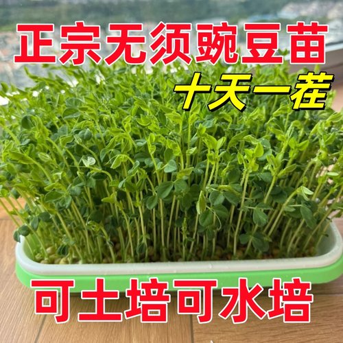 四季豌豆苗种子无须豌豆尖种籽豌豆种南方豆苗青菜芽苗菜农家蔬菜