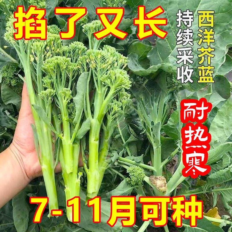 西兰苔种子种籽孑苗秧西兰花苗芥蓝芥兰菜苗秋天种的菜种蔬菜秧苗