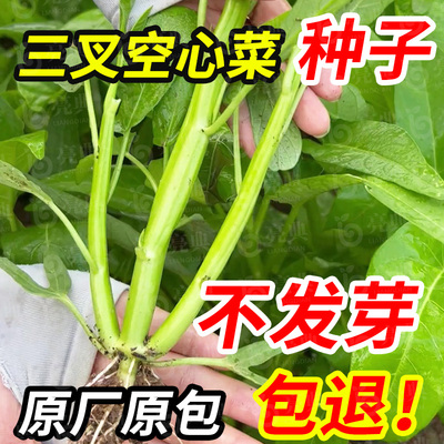 三叉空心菜种子四季青菜籽柳叶空心菜大叶三丫空心菜籽盆栽蔬菜种