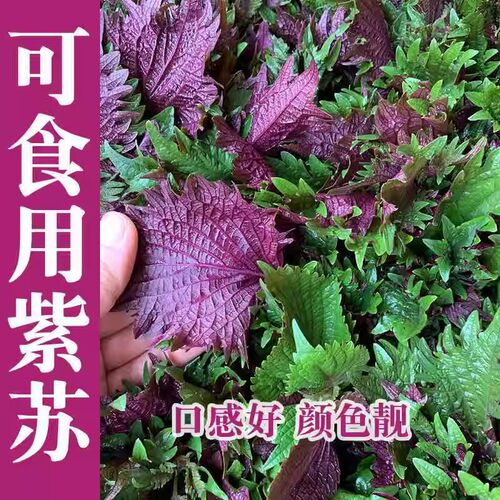 紫苏子紫苏种子紫苏叶种籽盆栽可食用种植苗四季籽种蔬菜孑苏子叶