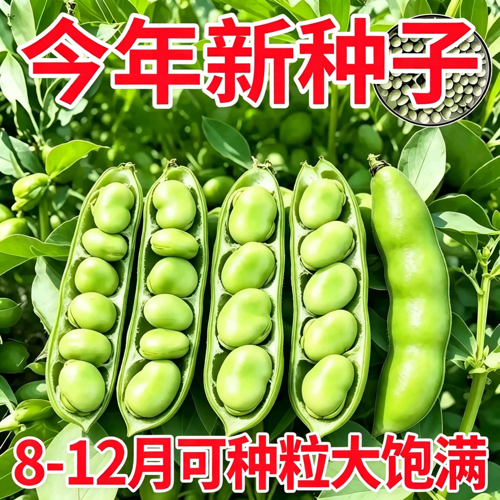 蚕豆种子海门七星特大高产罗汉豆种籽春秋冬季播种早熟耐寒胡豆籽