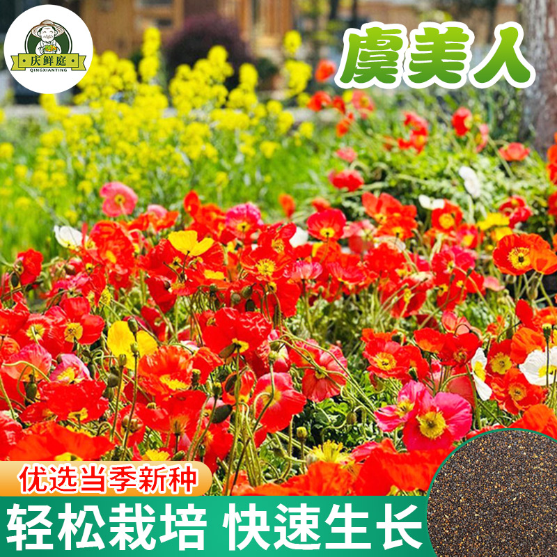 虞美人花种子孑重瓣野花大全种籽盆栽阳台庭院易活四季播种开花卉