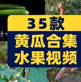 黄瓜合集有机水果大棚种植采摘农业绿色蔬菜视频高清实拍素材剪辑