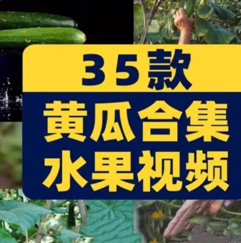 绿黄瓜合集有机水果大棚种植素材