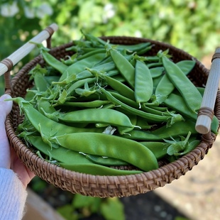 云南新鲜荷兰豆小荚豆现摘现发嫩荚豌豆角甜脆四季豆当季农家蔬菜