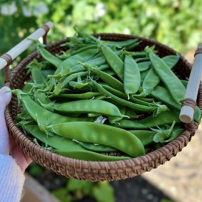 云南新鲜荷兰豆小荚豆现摘现发嫩荚豌豆角甜脆四季豆当季农家蔬菜
