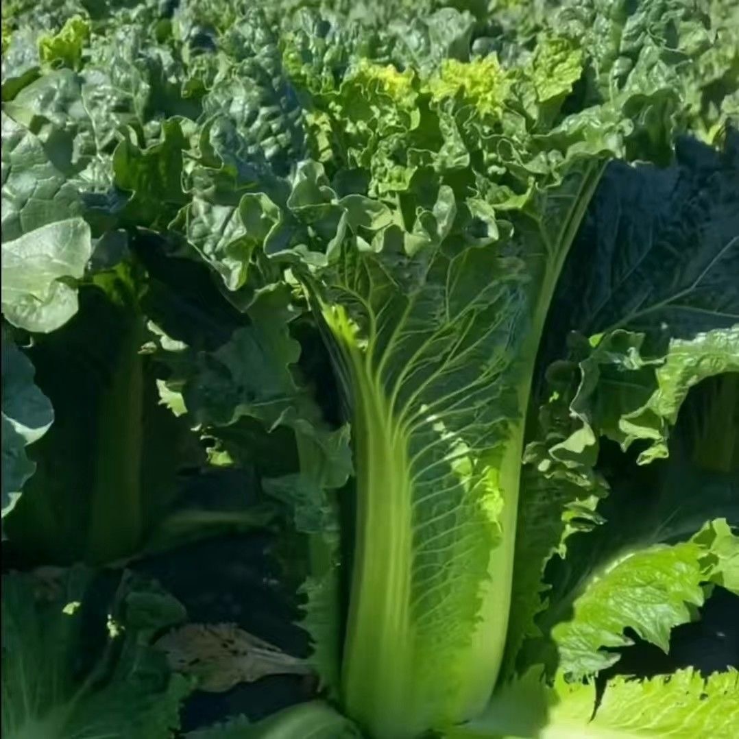 云南高山青麻叶白菜青口白菜农家蔬菜新鲜现摘麻叶青菜