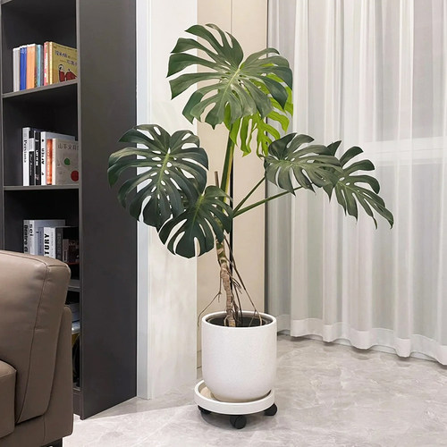 龟背竹客厅大盆栽【养死包补】