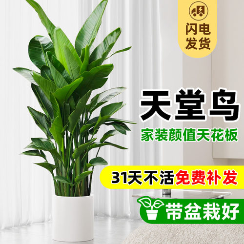 天堂鸟盆栽大叶植物【送货入户】