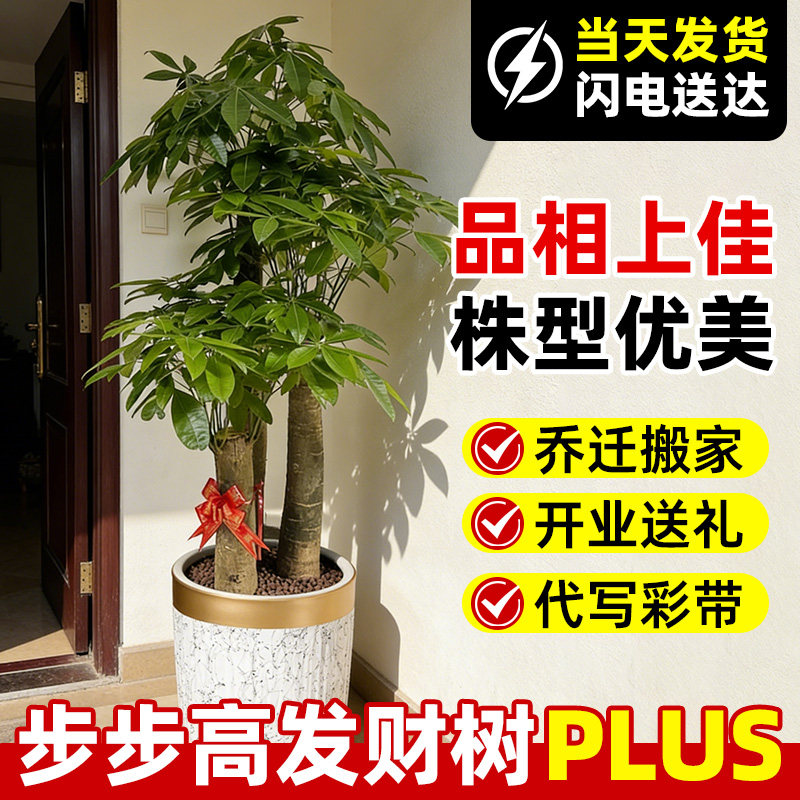 三杆步步高发财树客厅盆栽大室内大型绿植乔迁新居办公室开业送礼,鲜花速递/花卉仿真/绿植园艺,大型绿植/成品组合盆栽,淘宝优惠券,粉丝福利购,淘宝优惠卷