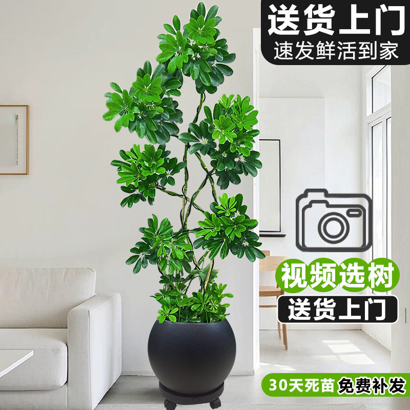 造型鸭脚木客厅大盆栽鸭掌木鹅掌柴落地式室内大型绿植物四季常青,鲜花速递/花卉仿真/绿植园艺,大型绿植/成品组合盆栽,淘宝优惠券,粉丝福利购,淘宝优惠卷