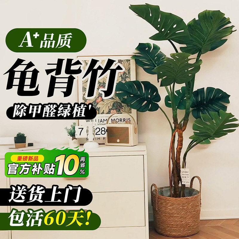 龟背竹客厅大盆栽，懒人好养图片