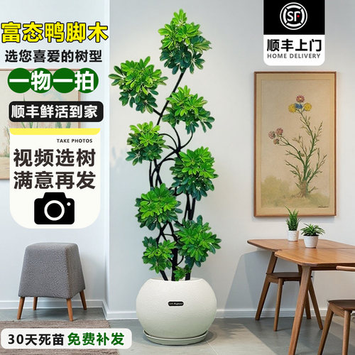 造型鸭脚木室内大型四季常青树