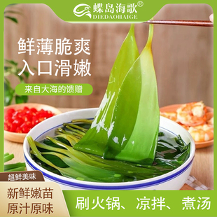 盐渍海带苗商用批发非特级厚非干货凉拌关东煮新鲜昆布海带扣火锅