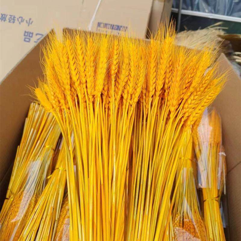 大麦花束摆件黄金麦穗干花天然装饰道具插花金麦稻穗花篮开业仿真
