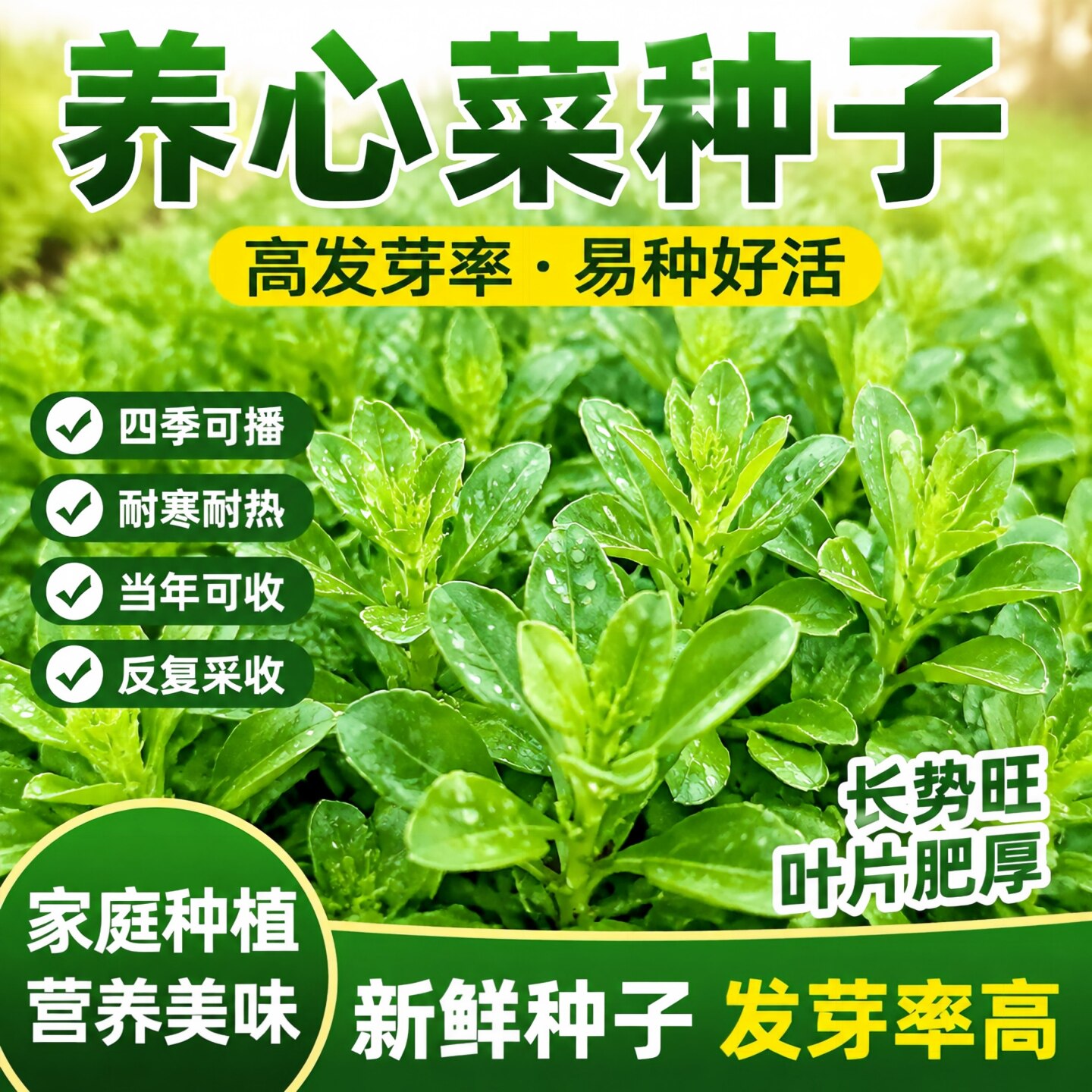 高钙养心菜救心草种子四季可播