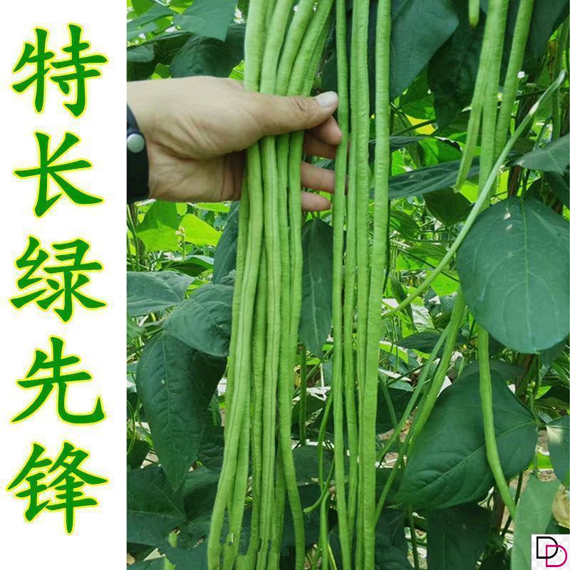 特长绿先锋豇豆种子绿条长豆角种子四季豆春秋播高产四季蔬菜种籽