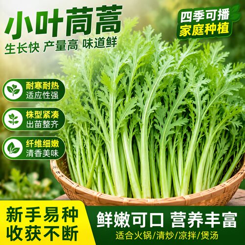 皇帝菜小叶茼蒿种子四季播耐热