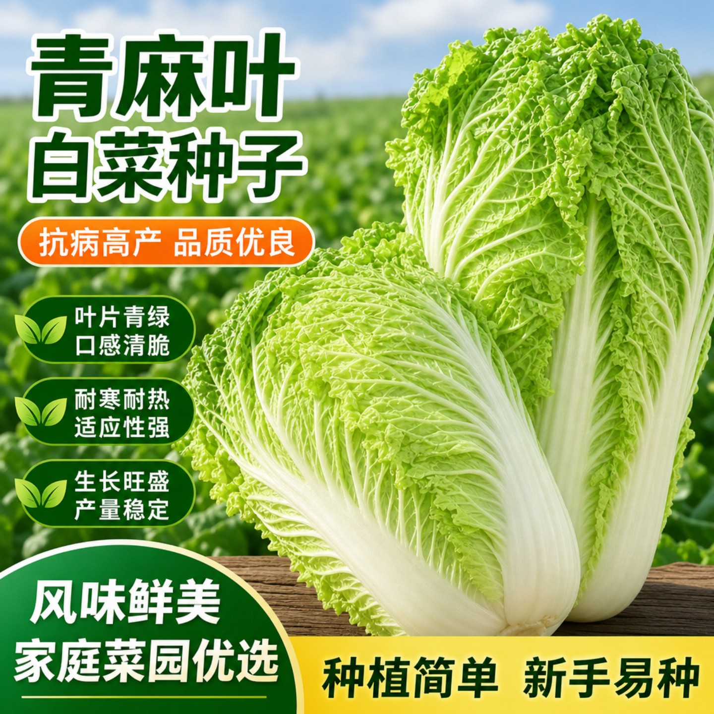 天津大青麻高产抗病白菜种子高筒