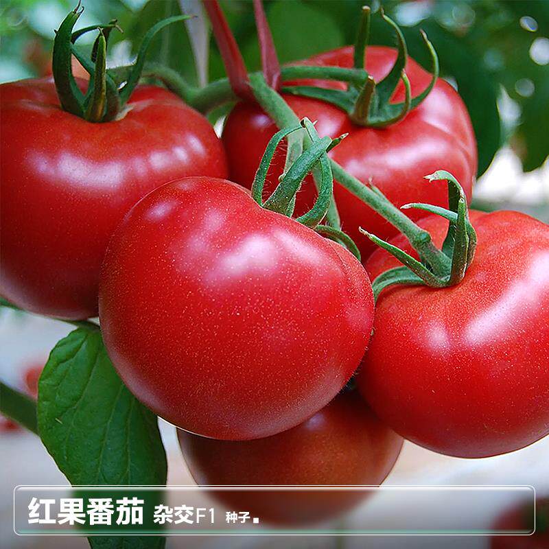 矮生番茄西红柿种子苗盆