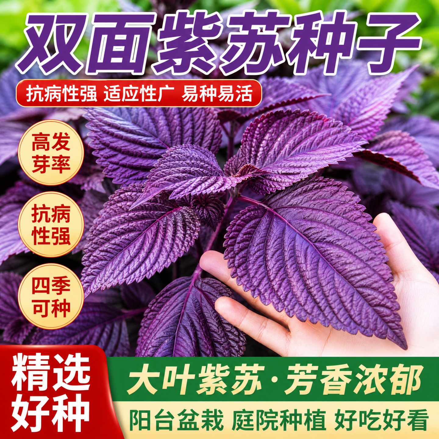 正宗大叶紫苏种子四季耐热可食用