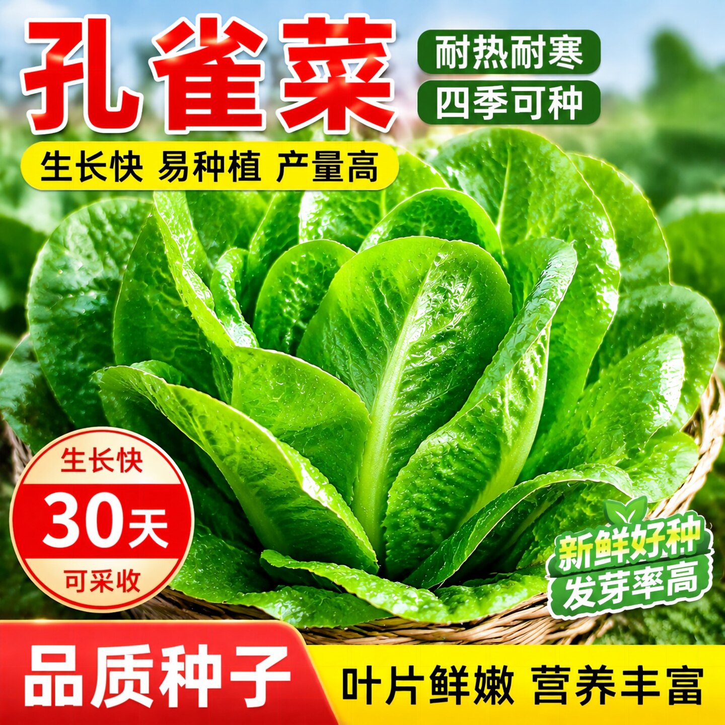 四季高钙菜孔雀菜沙拉菜种子速生图片