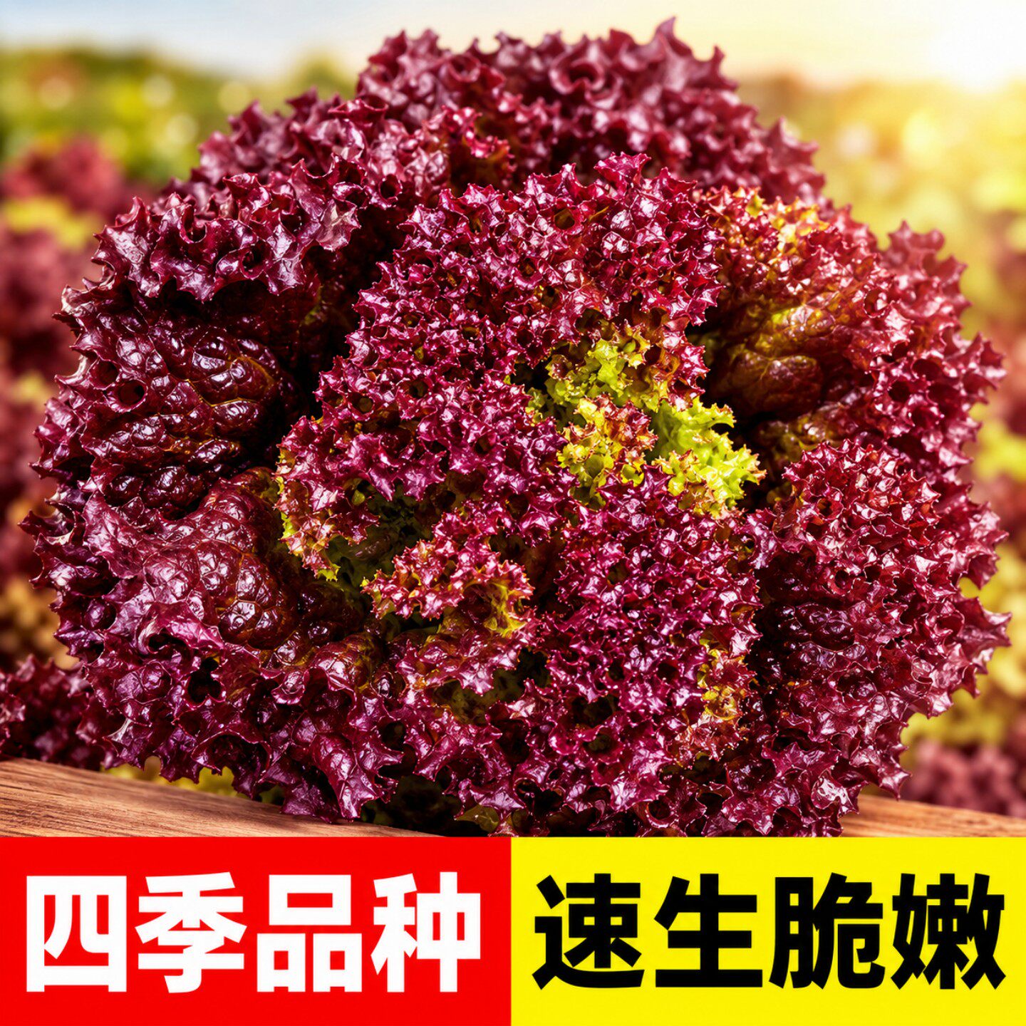 正宗罗马紫叶生菜种子四季播速生