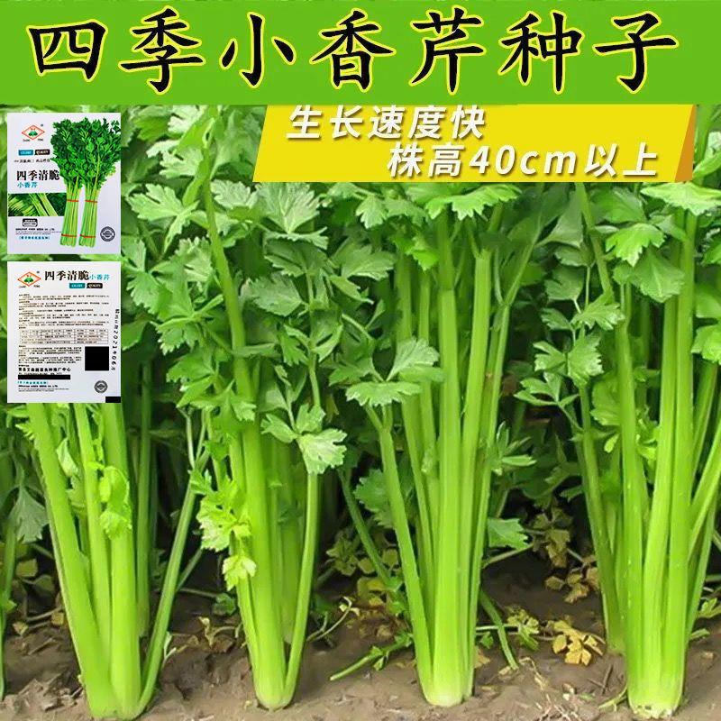 四季小香芹种子耐热芹菜